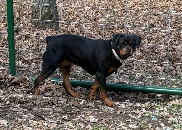 Rottweiler Von HollowHaus media 2