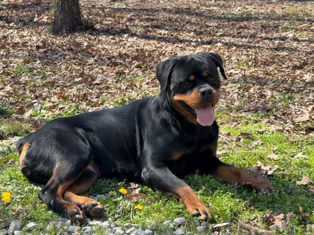 Rottweiler Von HollowHaus media 3