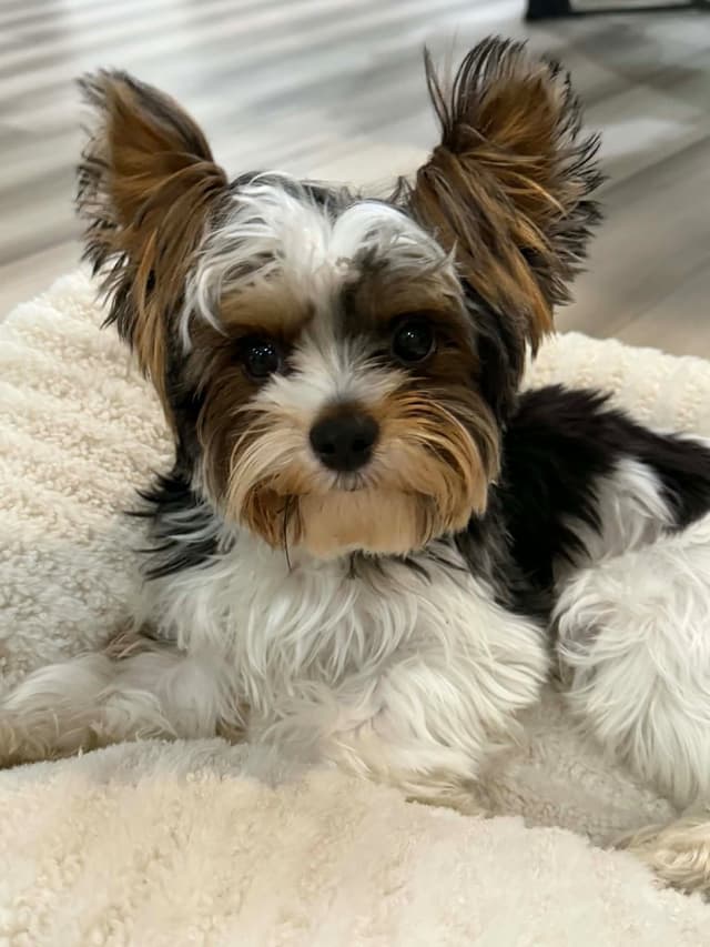 AKC Biewer Terrier Puppies $3500 media 2