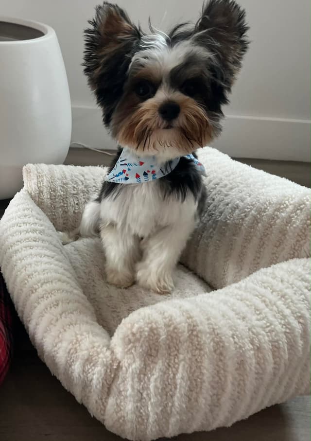 AKC Biewer Terrier Puppies $3500 media 3
