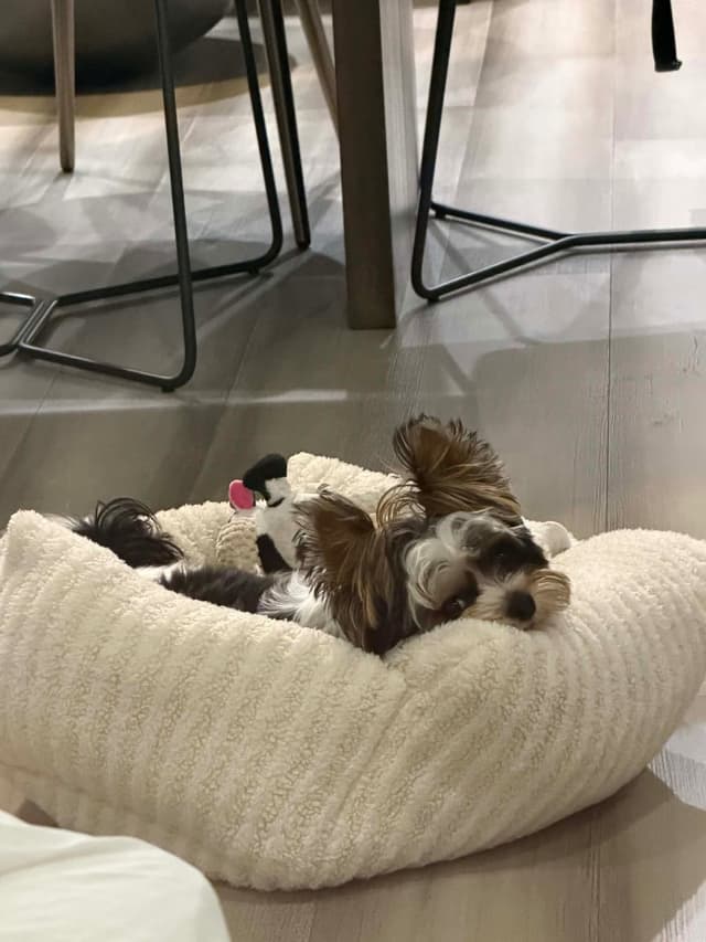 AKC Biewer Terrier Puppies $3500 media 5