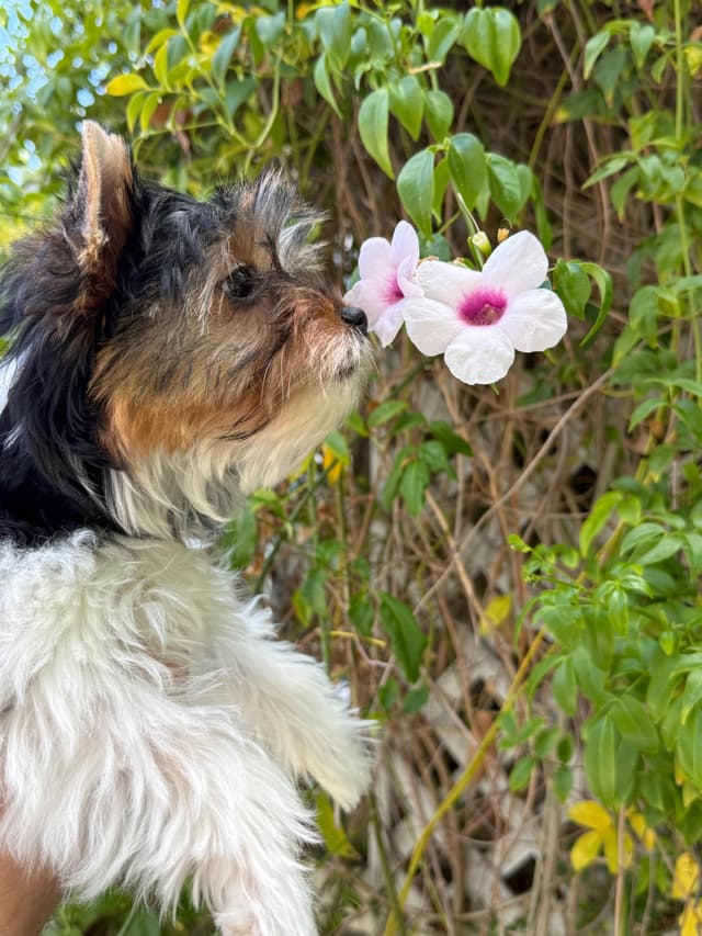 AKC Girl Biewer Terrier $4000 media 2