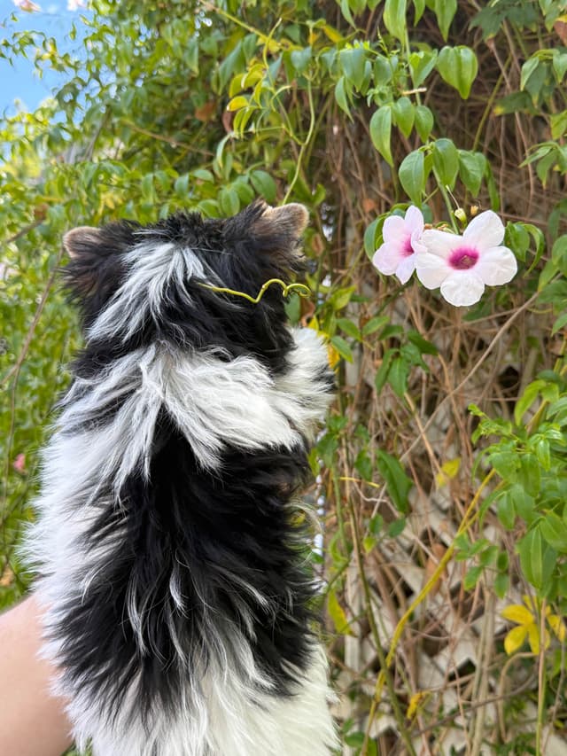 AKC Girl Biewer Terrier $4000 media 3