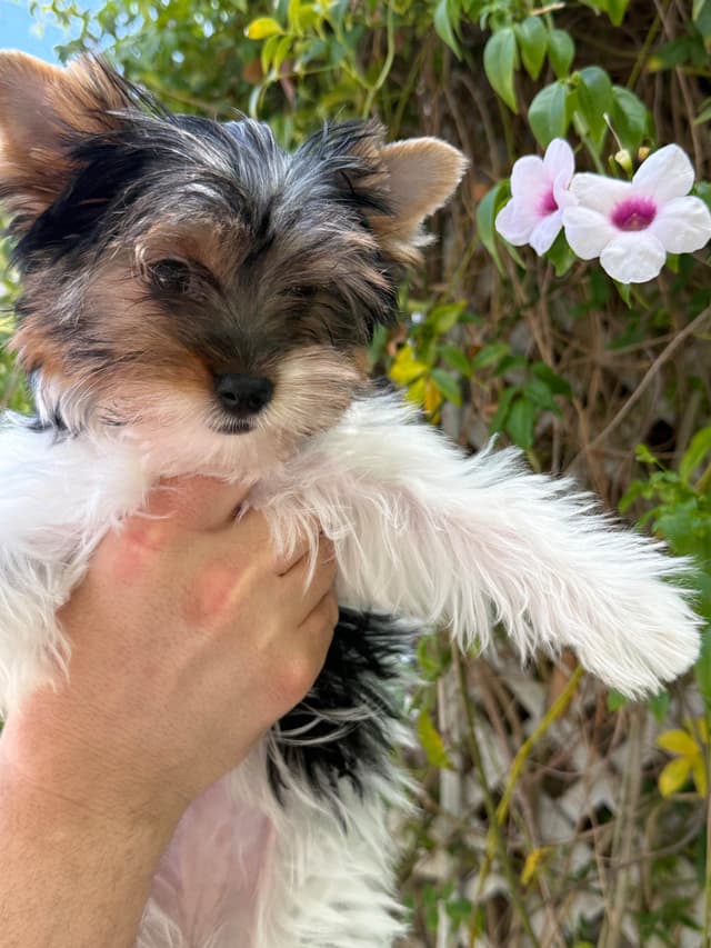 AKC Girl Biewer Terrier $4000 media 4