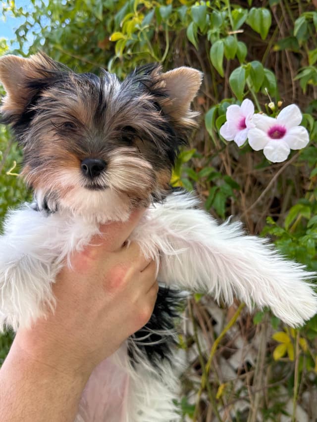 AKC Girl Biewer Terrier $4000 media 5
