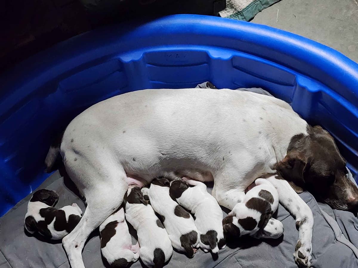 German Shorthaired Pointer Puppies breeder image 1