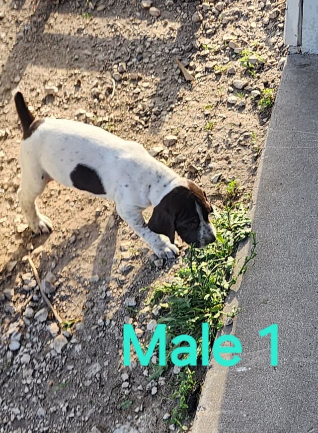 German Shorthaired Pointer Puppies media 2