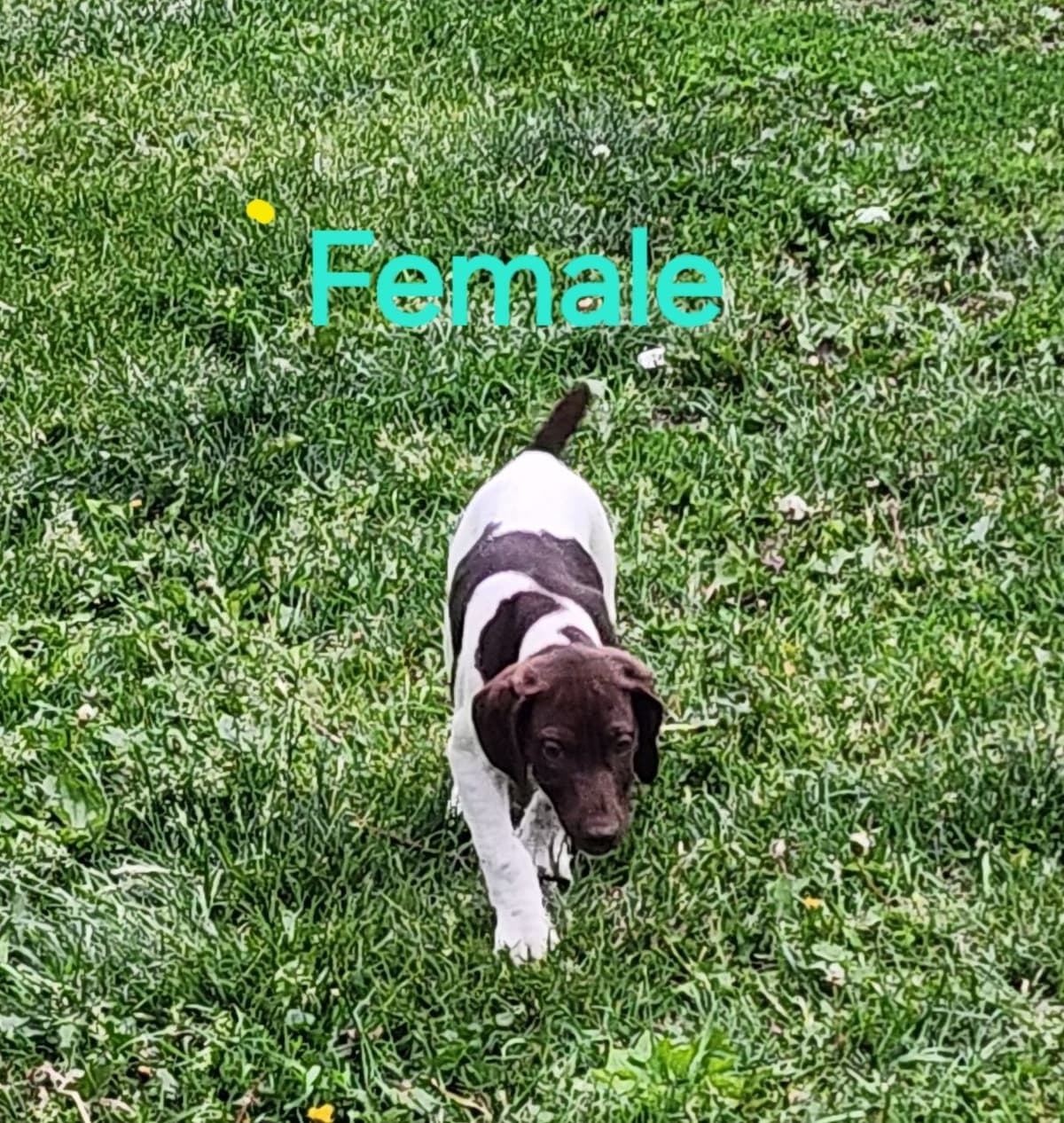 German Shorthaired Pointer Puppies breeder image 2