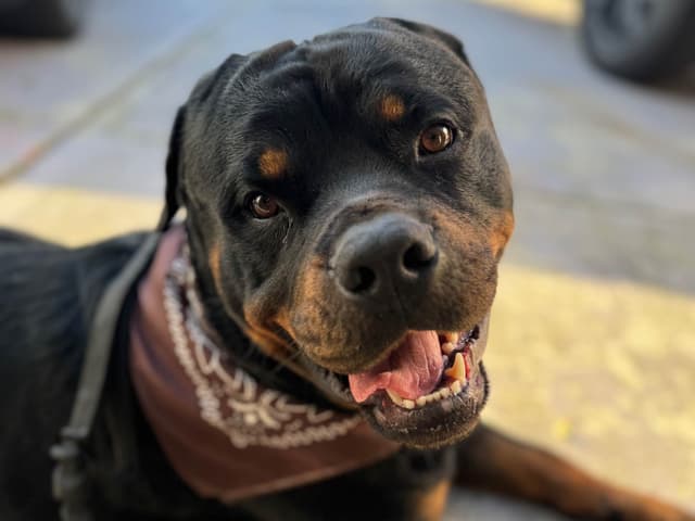 Rottweiler Puppies media 2