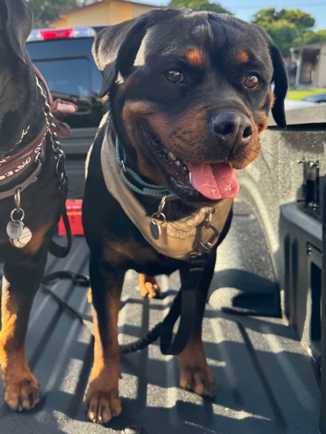 Rottweiler Puppies media 5