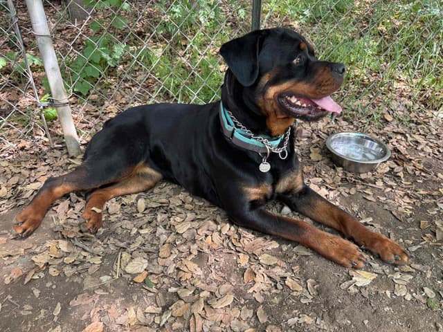Rottweiler Puppies media 3