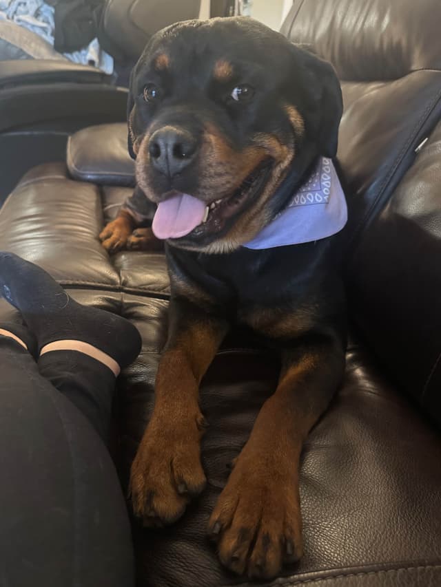Rottweiler Puppies media 4
