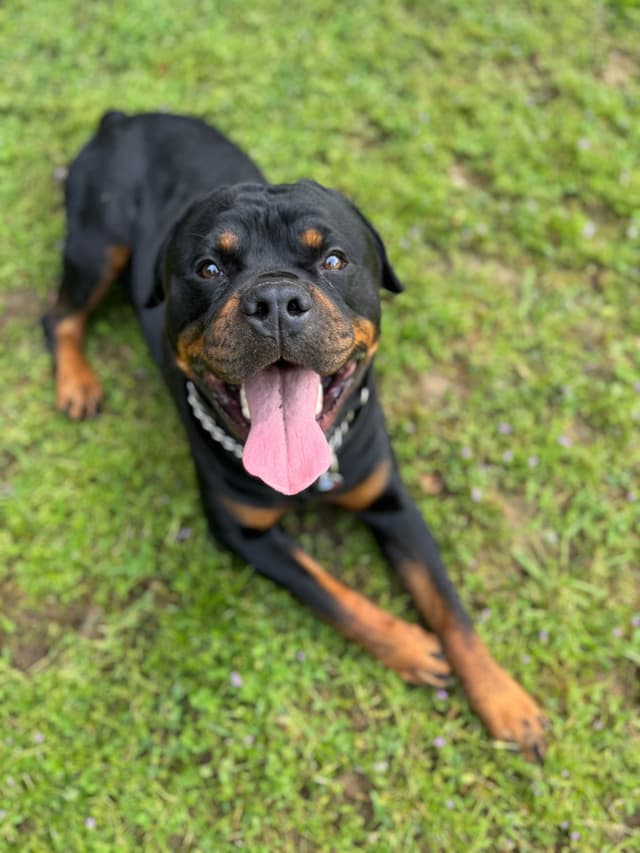 Rottweiler Puppies media 7