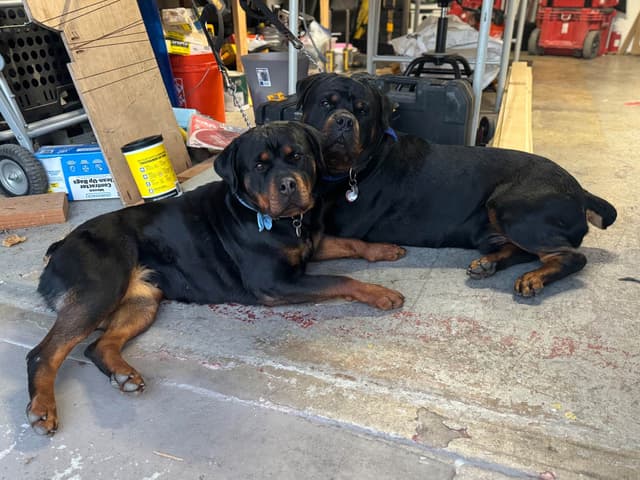 Rottweiler Puppies media 6