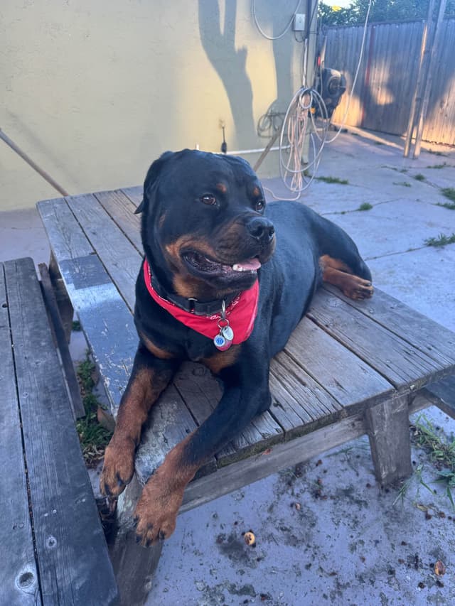 Rottweiler Puppies media 8