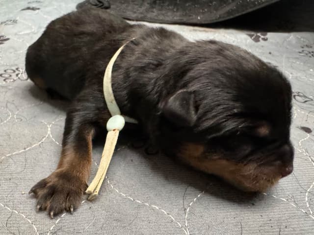 Rottweiler Puppies media 9