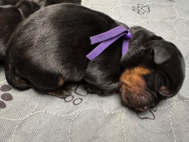 Rottweiler Puppies media 10