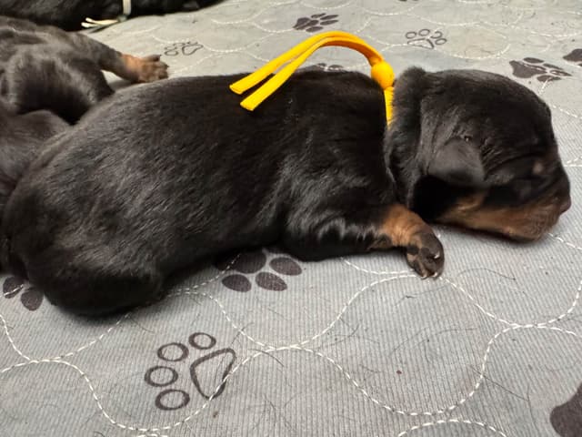Rottweiler Puppies media 11