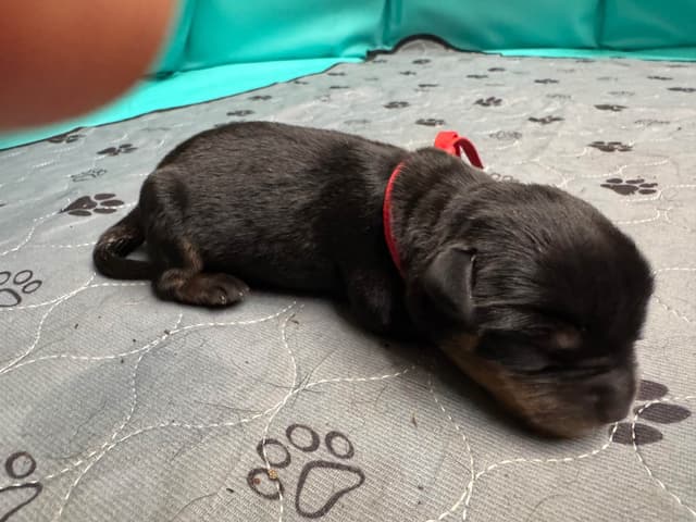 Rottweiler Puppies media 15