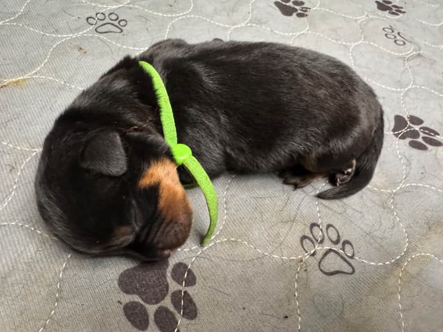 Rottweiler Puppies media 12