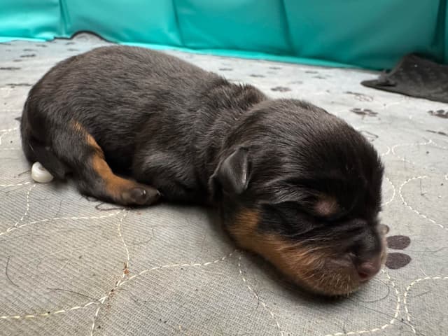 Rottweiler Puppies media 13