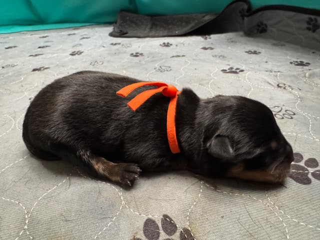 Rottweiler Puppies media 14