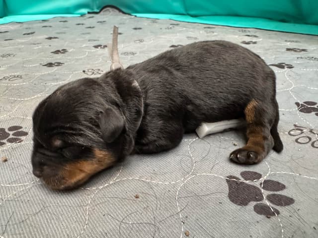 Rottweiler Puppies media 16