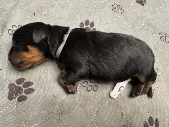 Rottweiler Puppies media 17