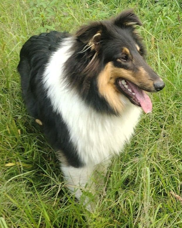 Collie Puppies breeder image 1