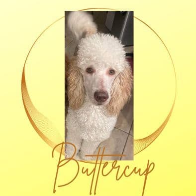 Poodle Puppies breeder image 4
