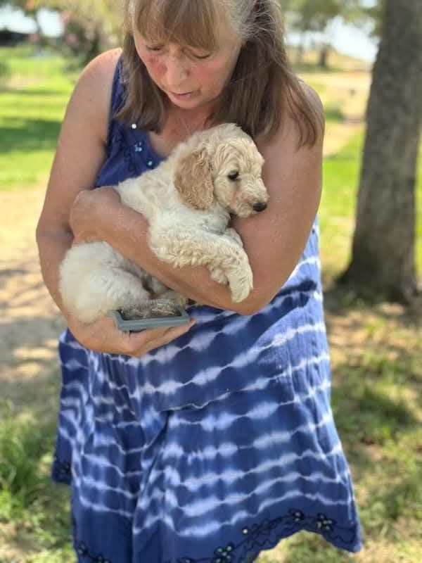 Poodle Puppies breeder image 7