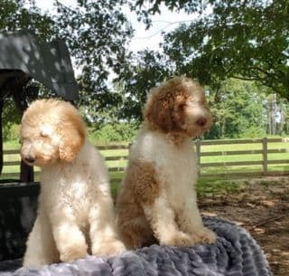Poodle Puppies breeder image 8