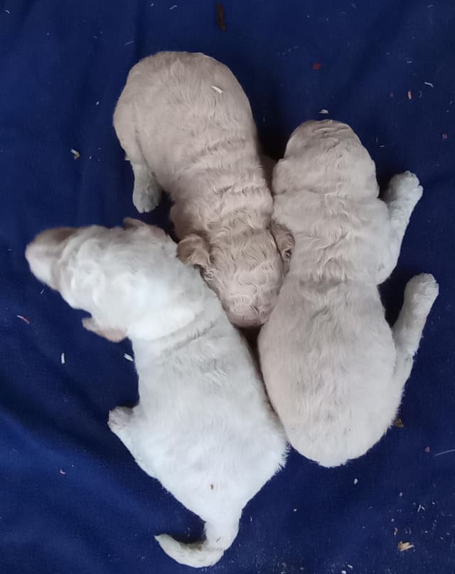 Poodle Puppies media 2