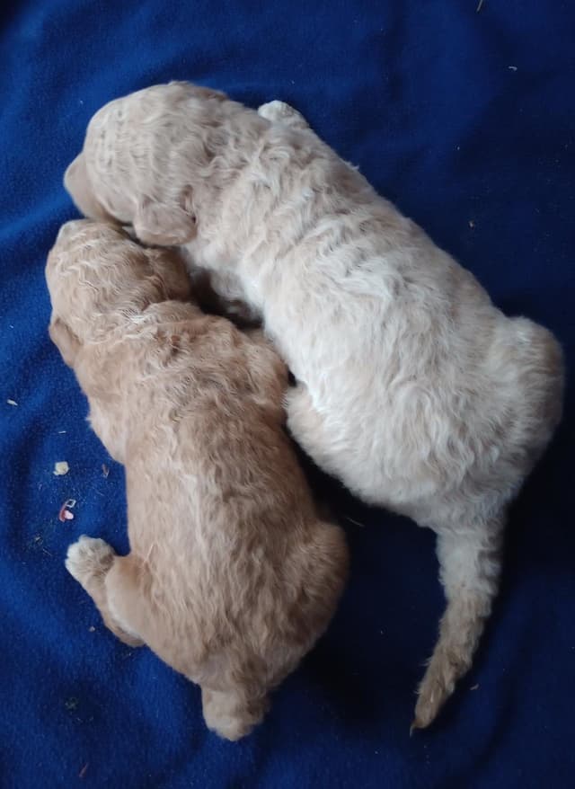 Poodle Puppies media 3