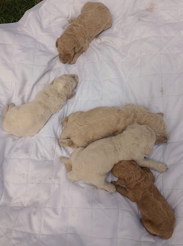 Poodle Puppies media 5