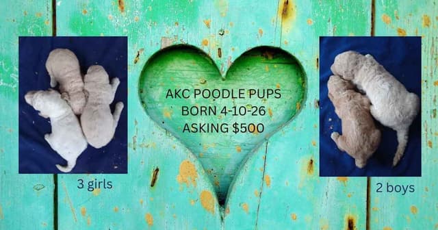 Poodle Puppies media 4