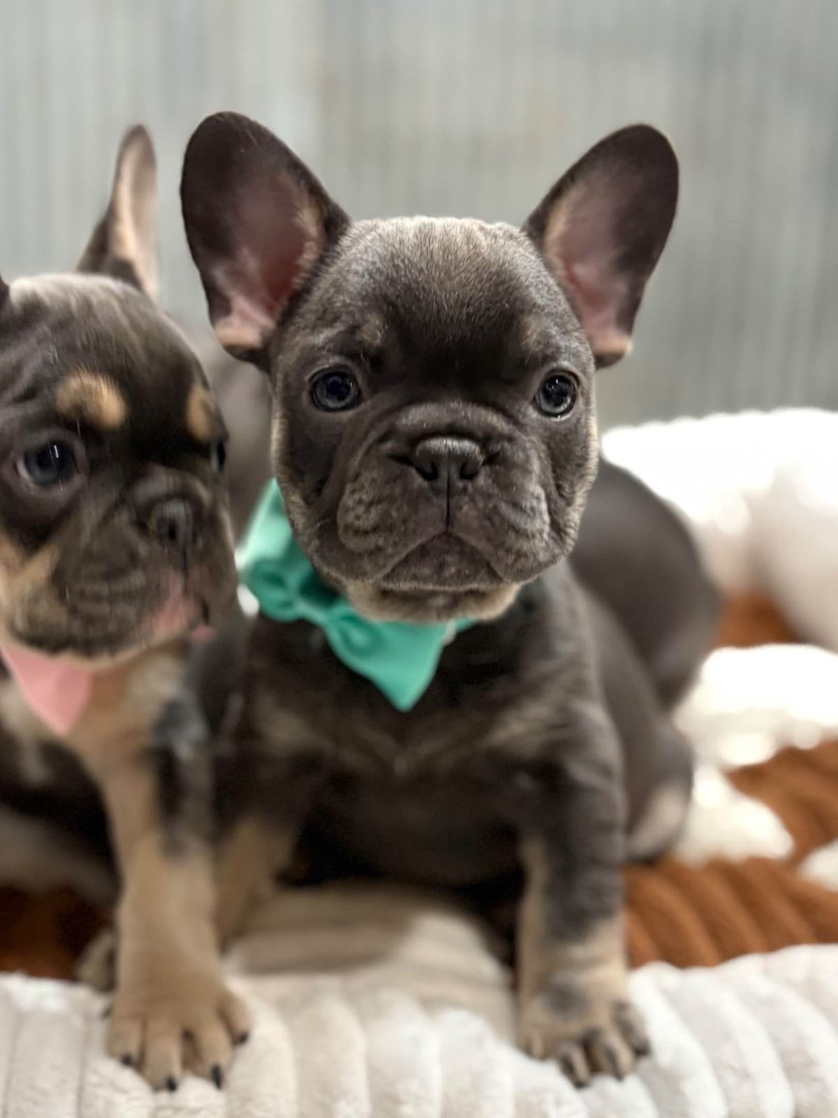 French Bulldog Puppies breeder image 20