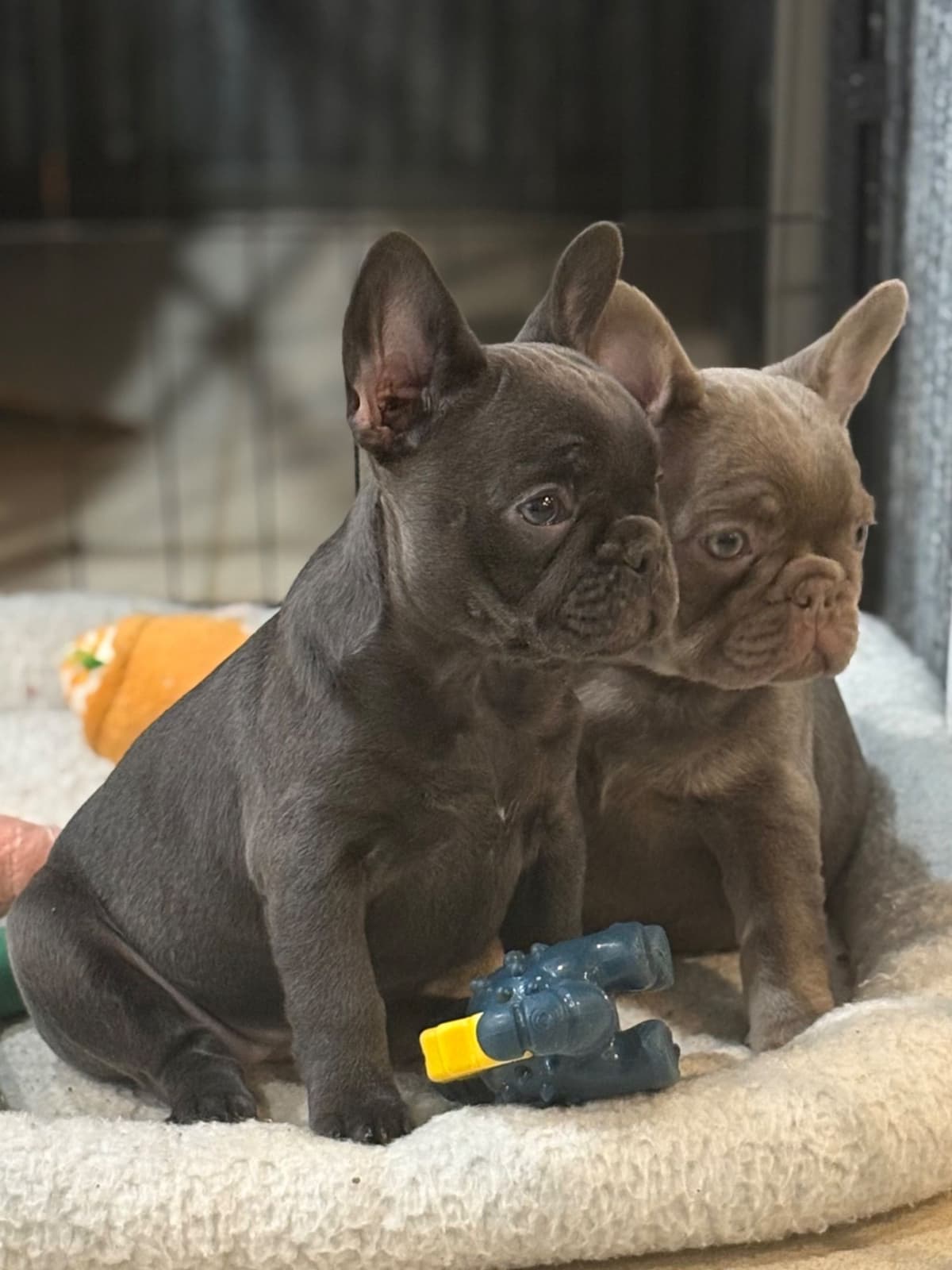 French Bulldog Puppies breeder image 15