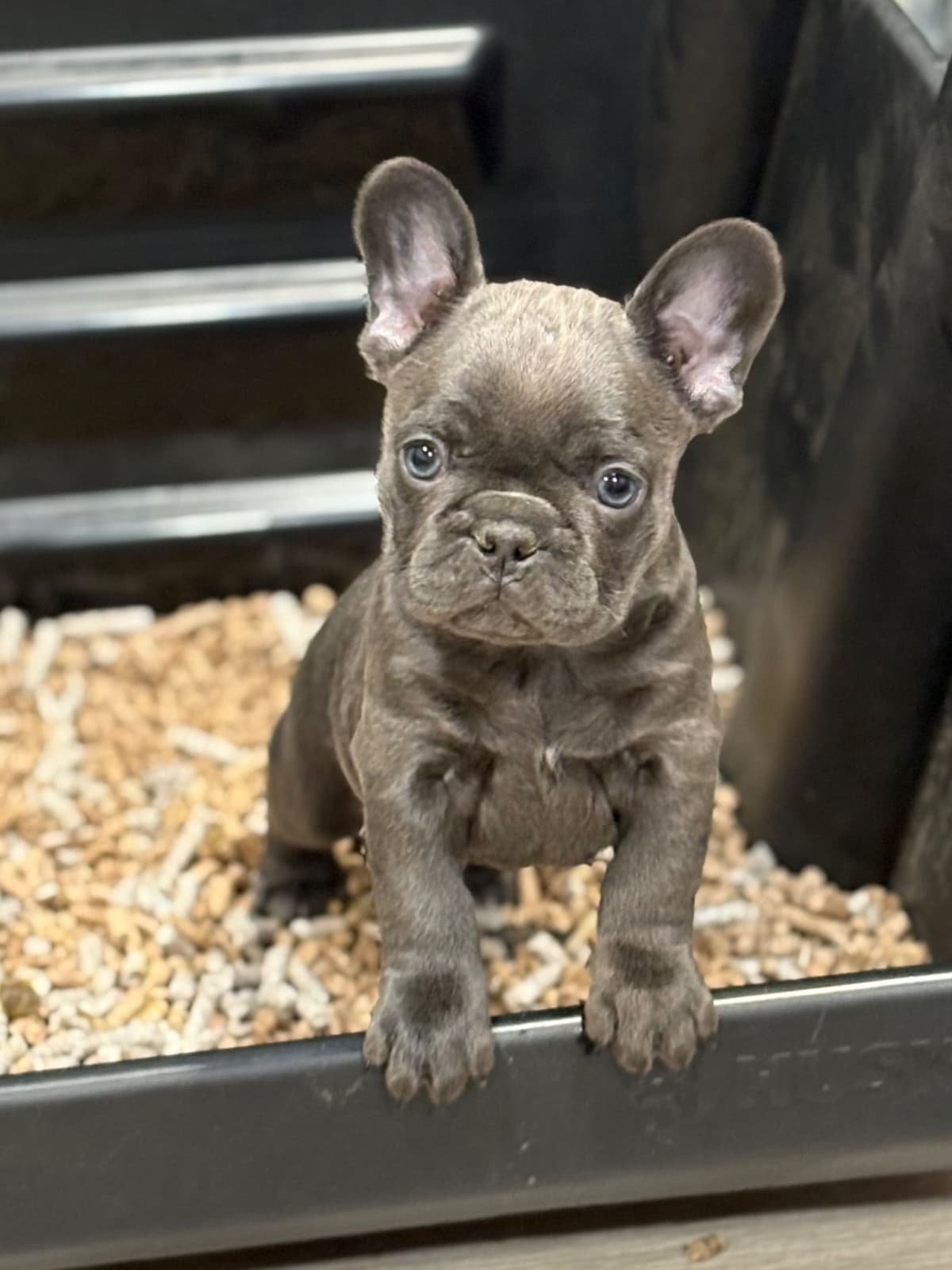 French Bulldog Puppies breeder image 17