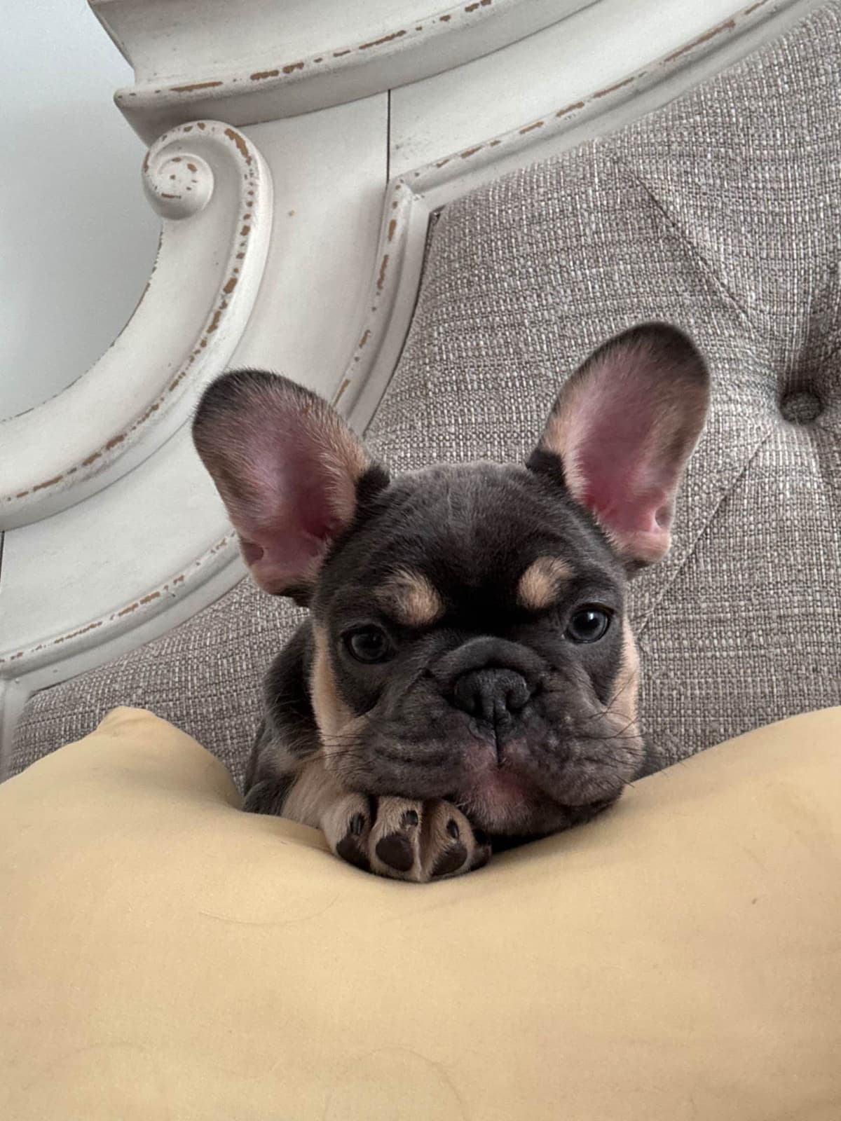 French Bulldog Puppies breeder image 13