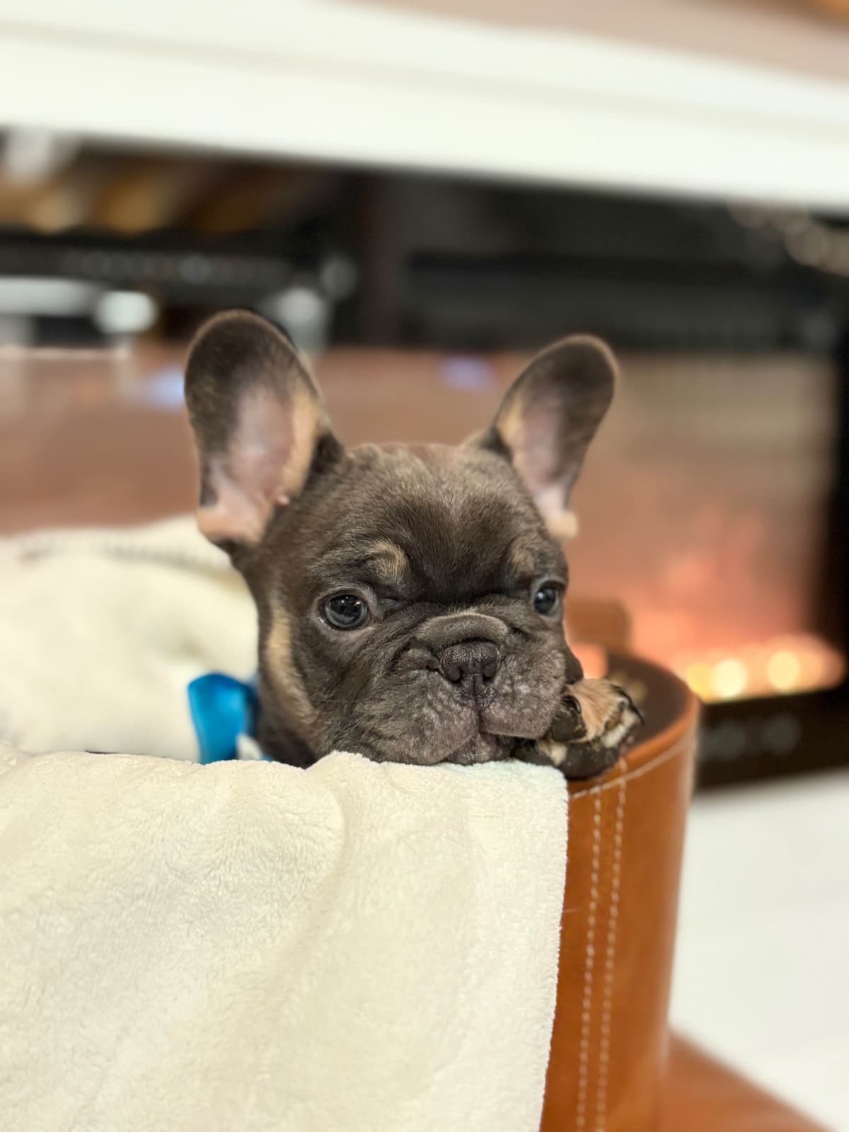 French Bulldog Puppies breeder image 18