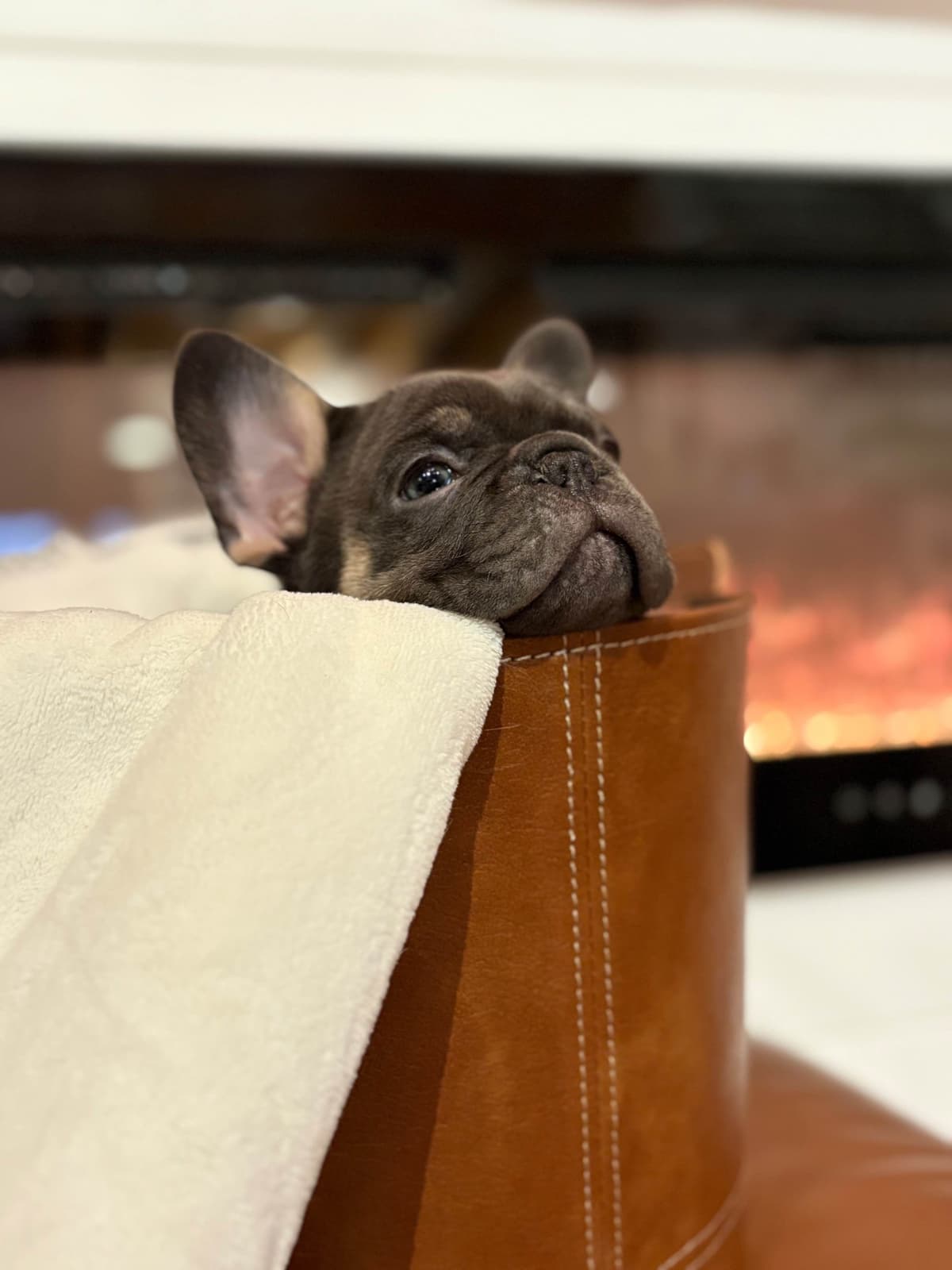 French Bulldog Puppies breeder image 28