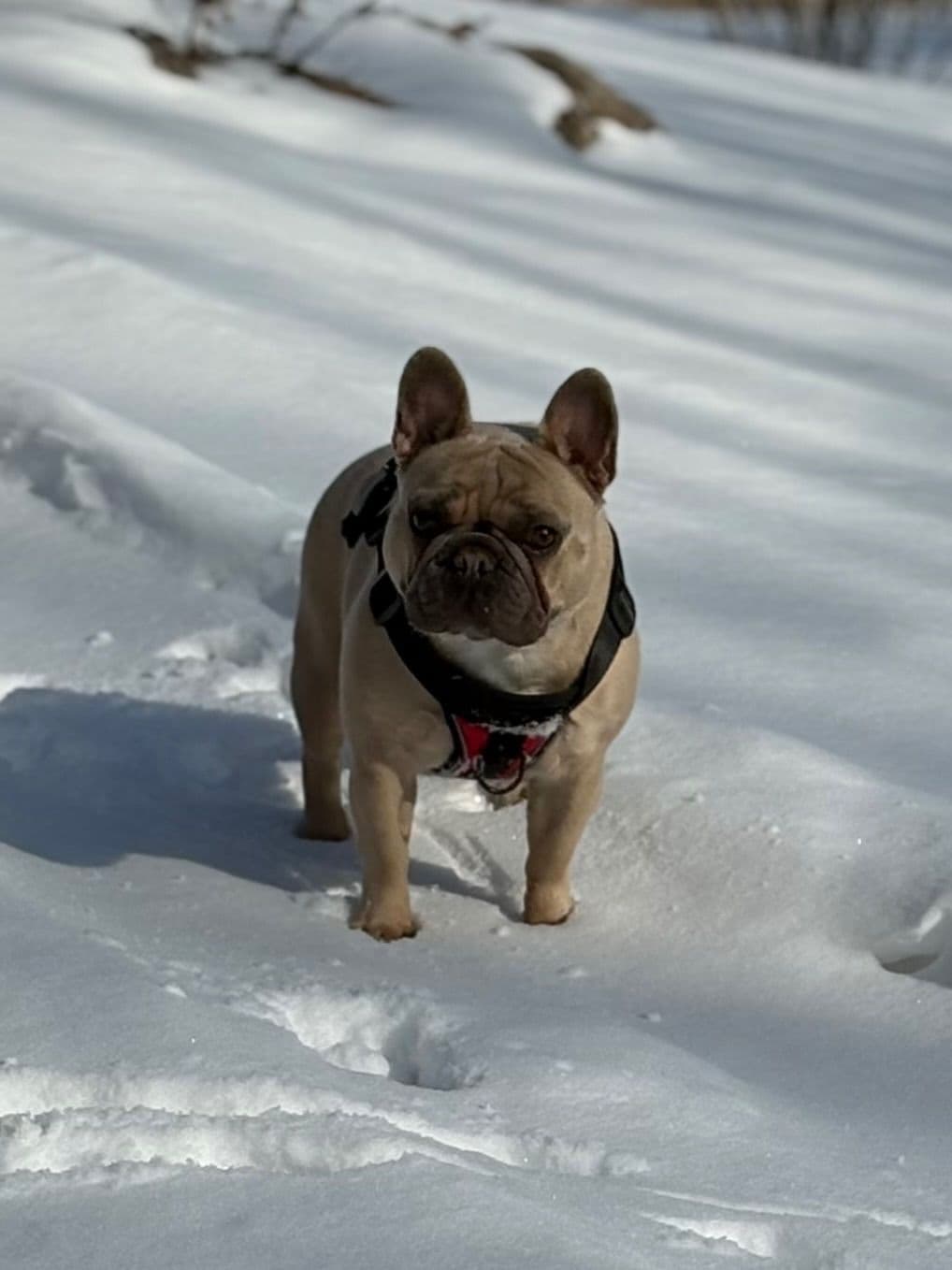 French Bulldog Puppies breeder image 5
