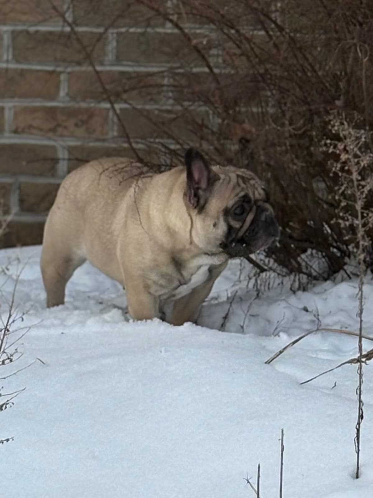 French Bulldog Puppies breeder image 7