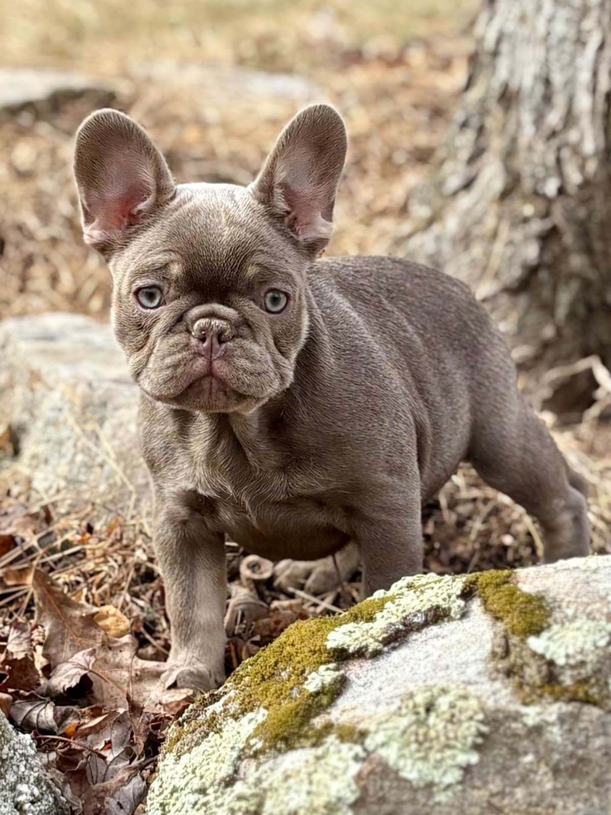 French Bulldog Puppies breeder image 10