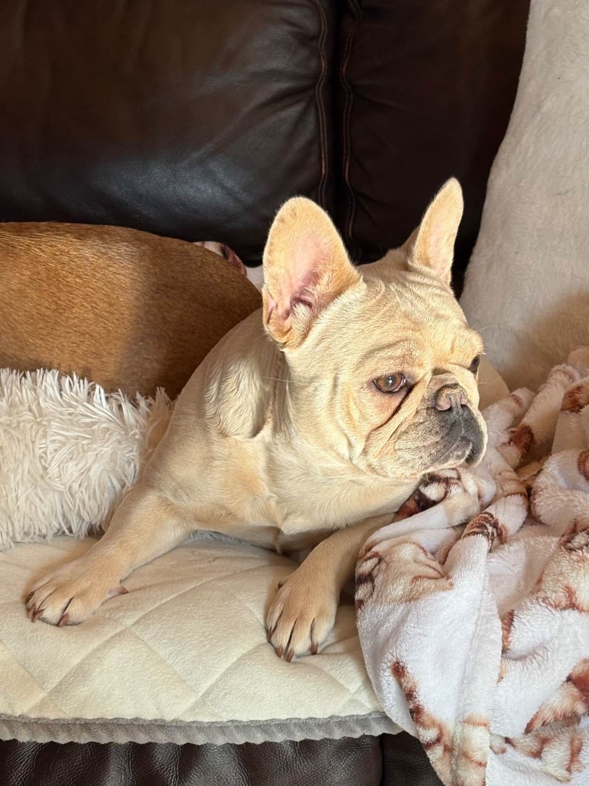 French Bulldog Puppies breeder image 2