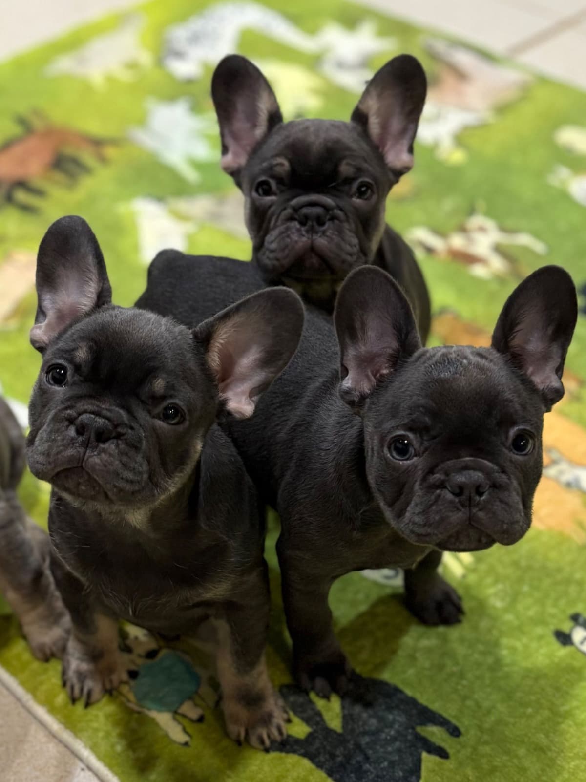 French Bulldog Puppies breeder image 21