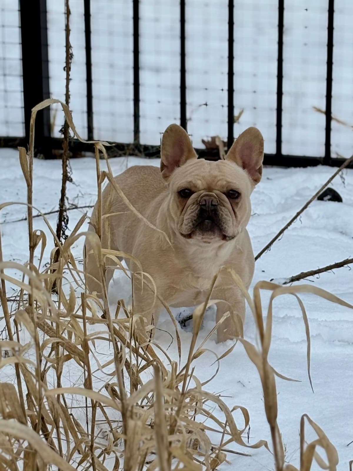 French Bulldog Puppies breeder image 4