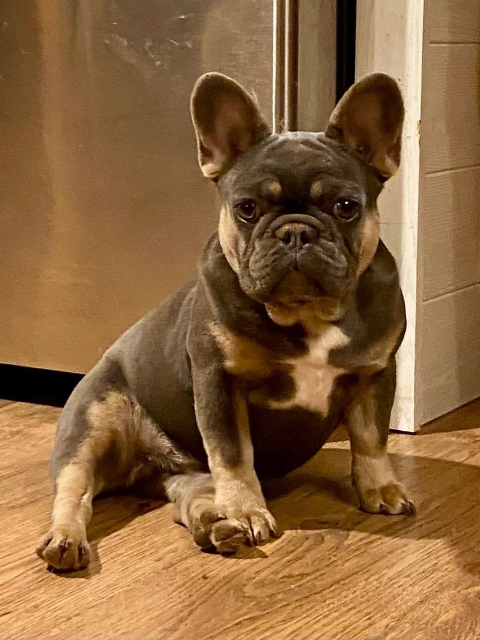 French Bulldog Puppies breeder image 9