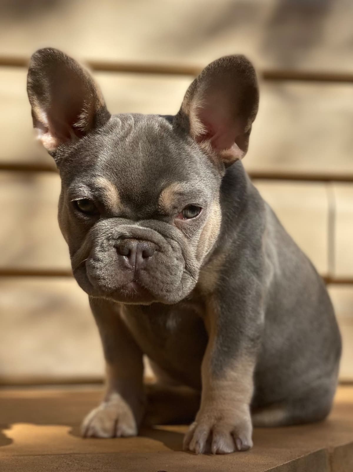 French Bulldog Puppies breeder image 12